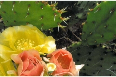 cactusflower