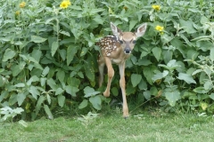 fawn