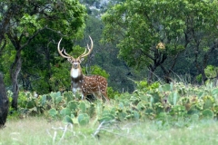 mystical creature