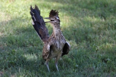 roadrunner