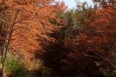 sbinalriverinherfallcolors