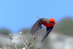 vermillion on Sage