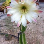 Cactus Bloom Surprise!