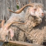 angora-goats-at-water---karen-steiler