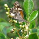 Snout Nosed Butterfly - Catherine Hudgens