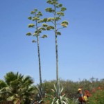 Agave in Bloom