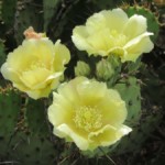 Cactus Corsage