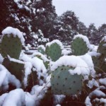 Cactus Frio