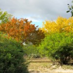 Fall at Blue Sage