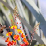 Feeding on Bird of Paradise