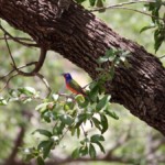 Light on the Painted Bunting