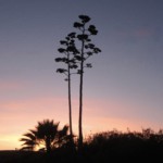 Sunset on the Agave