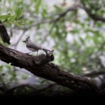 Titmouse Ponders